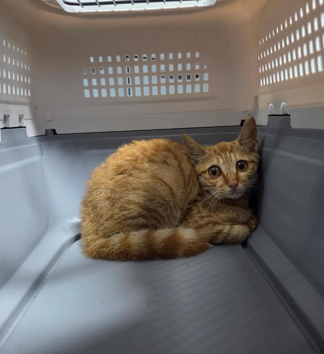 나주유기동물보호센터_446483202501742