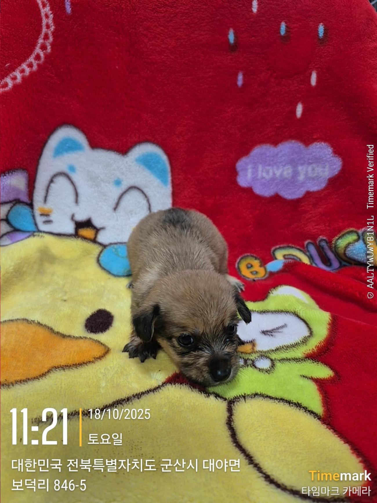 군산유기동물보호센터_445467202501949