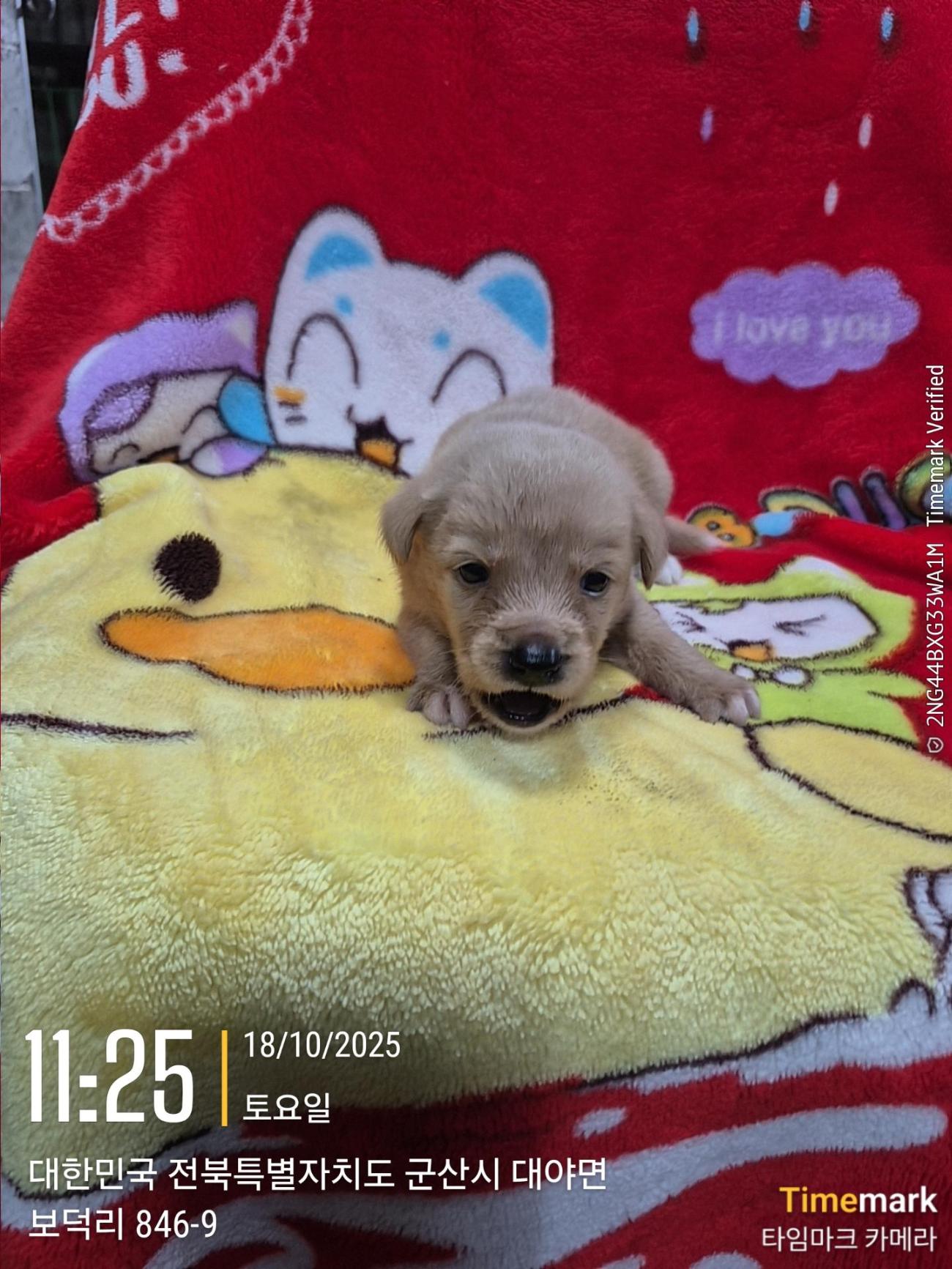 보호중 믹스견의 가…