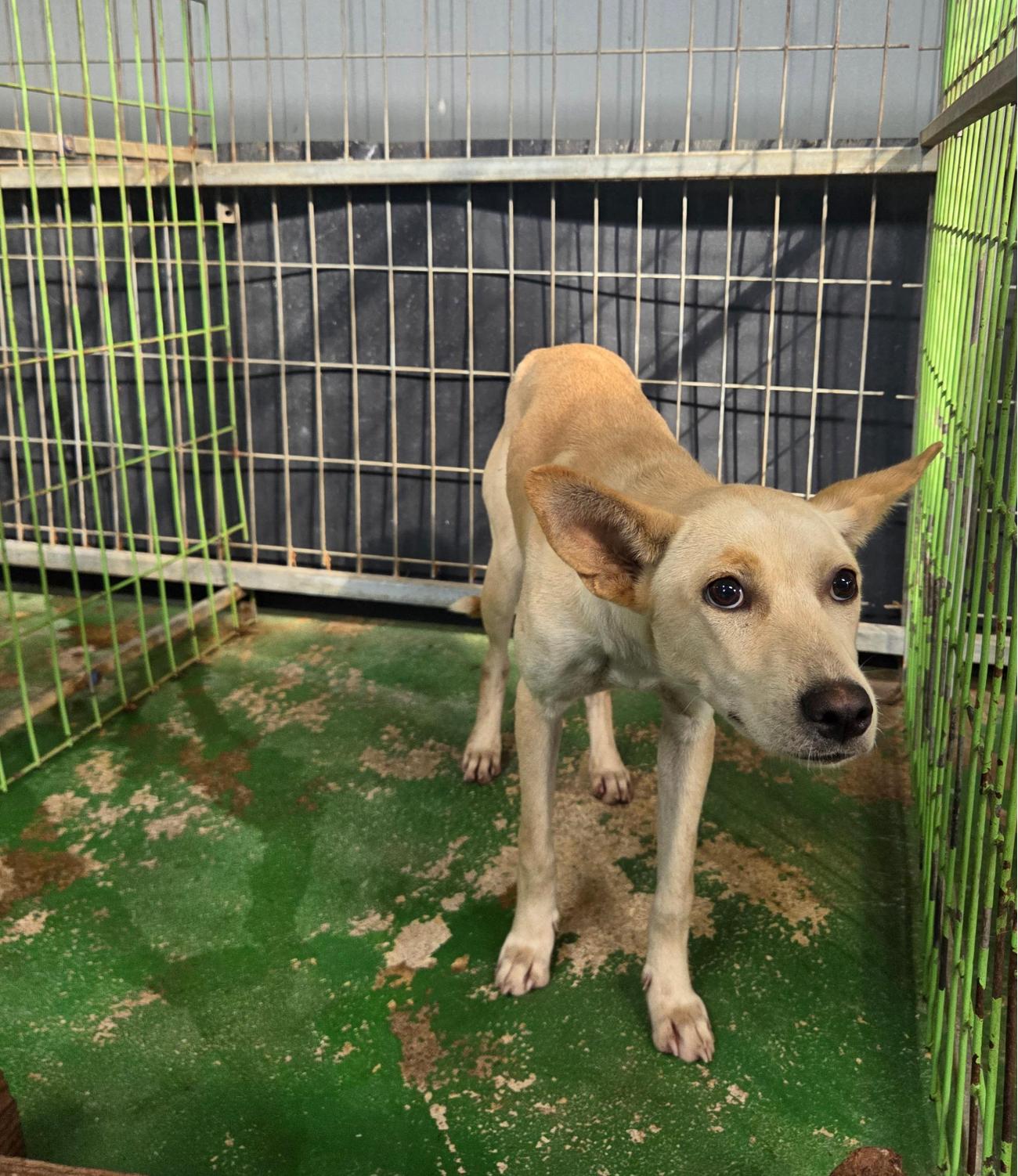 보호중 믹스견의 가…