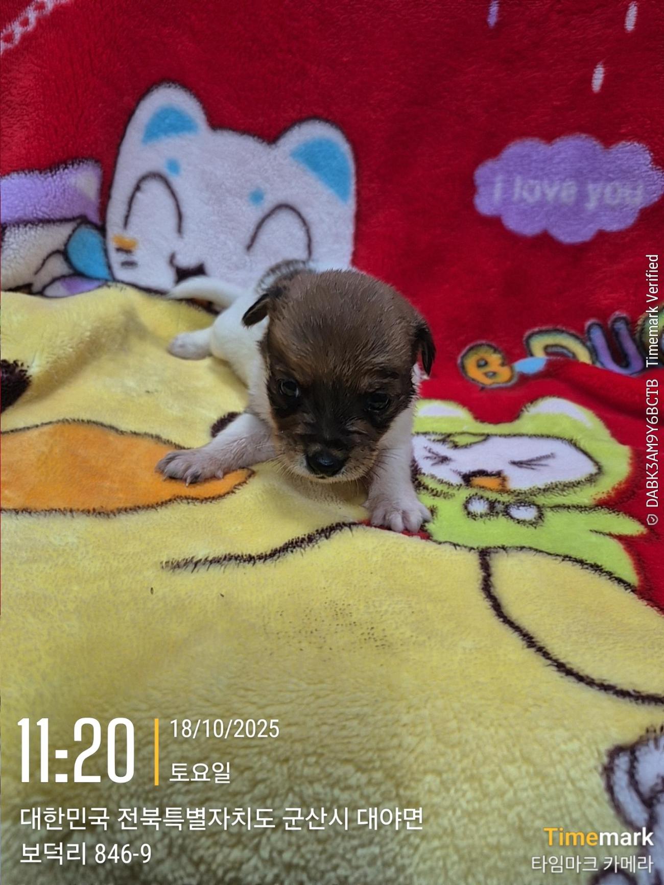 군산유기동물보호센터_445467202501948