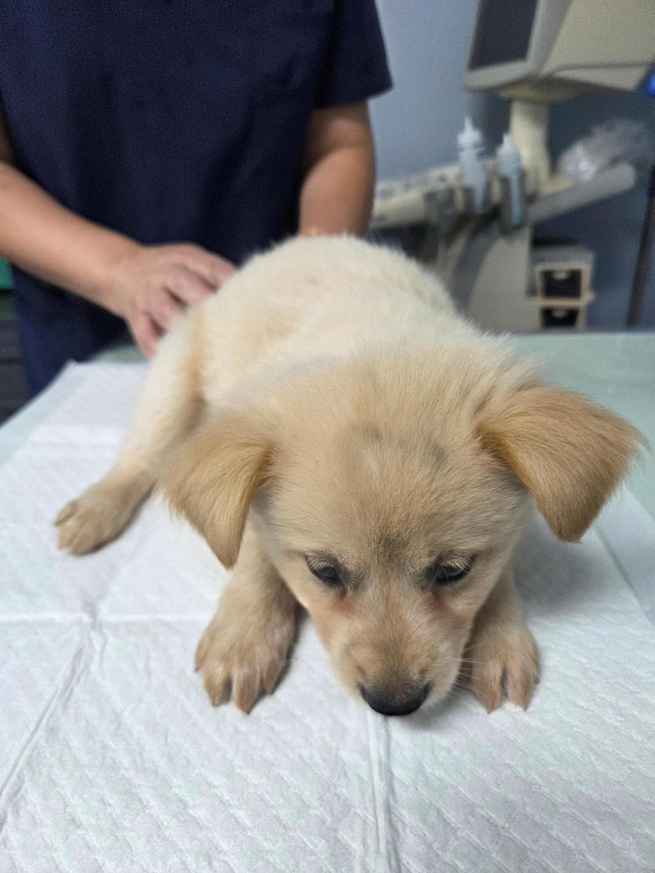 나주유기동물보호센터_446483202501740