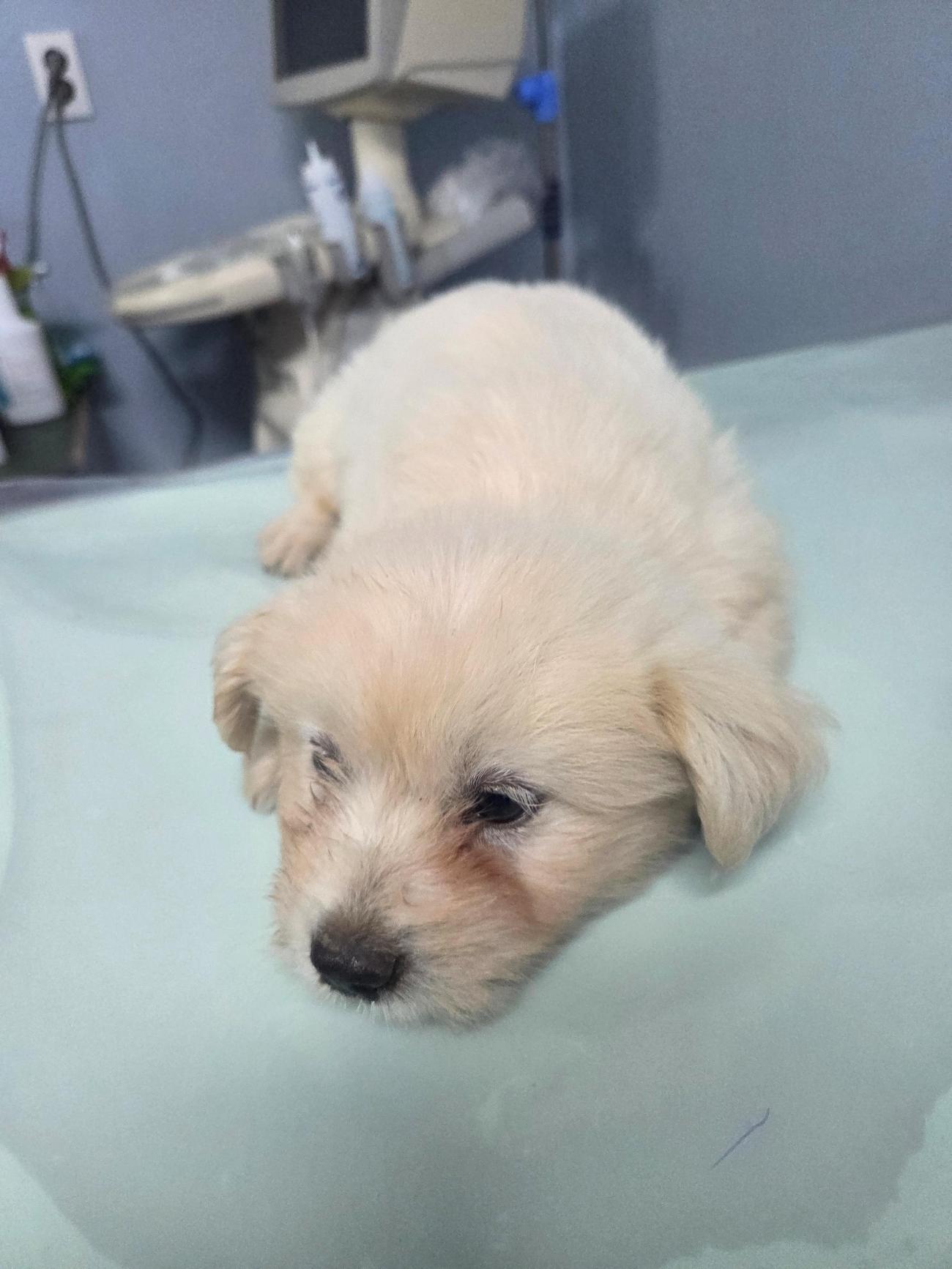 종료(자연사) 믹스…