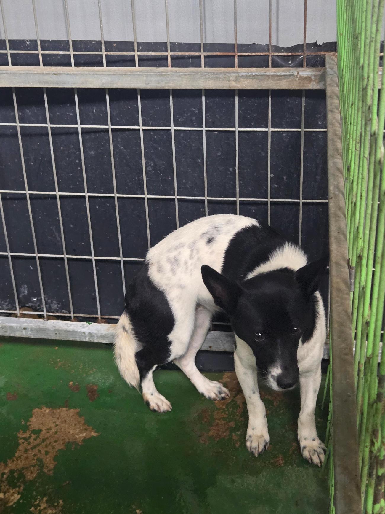 보호중 믹스견의 가…