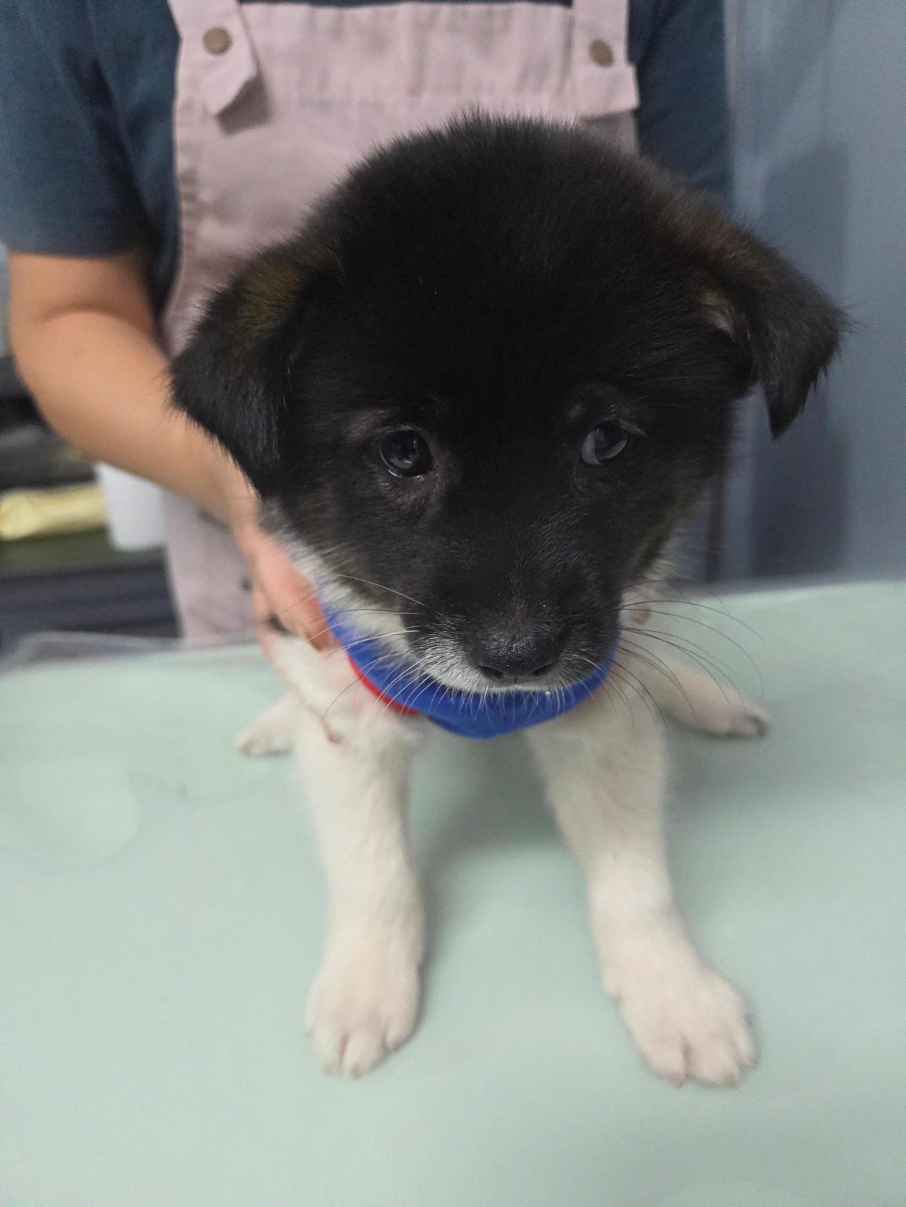 종료(입양) 믹스견…