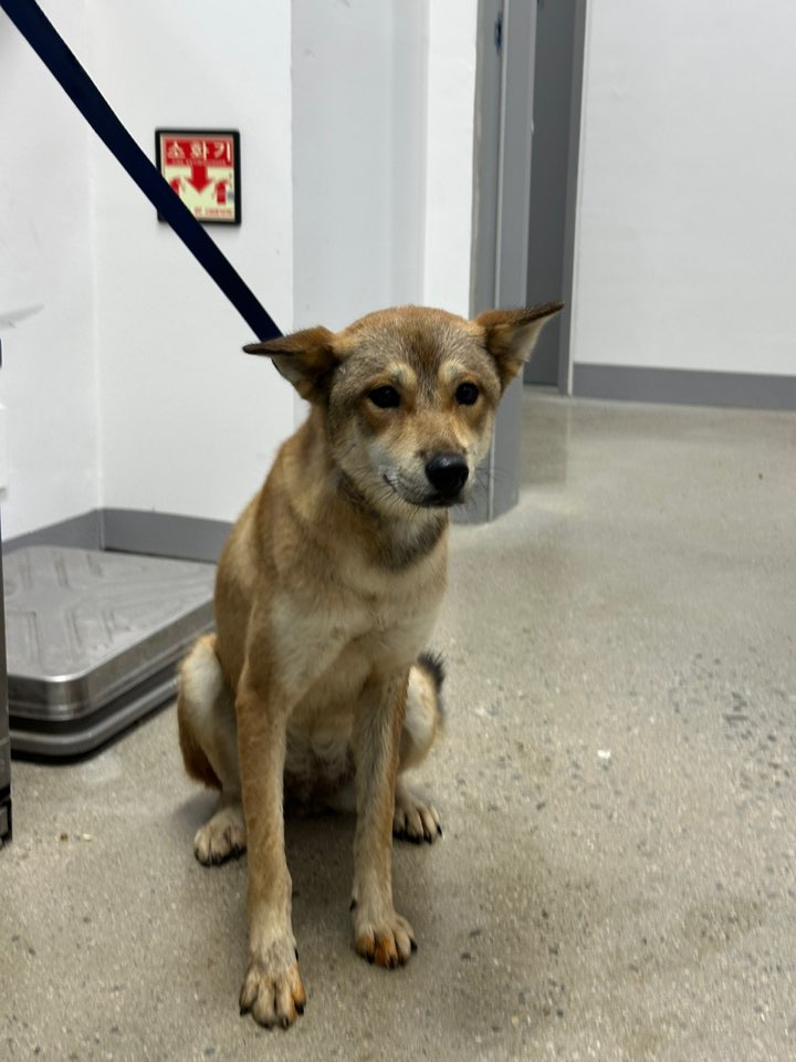 보호중 믹스견의 가…