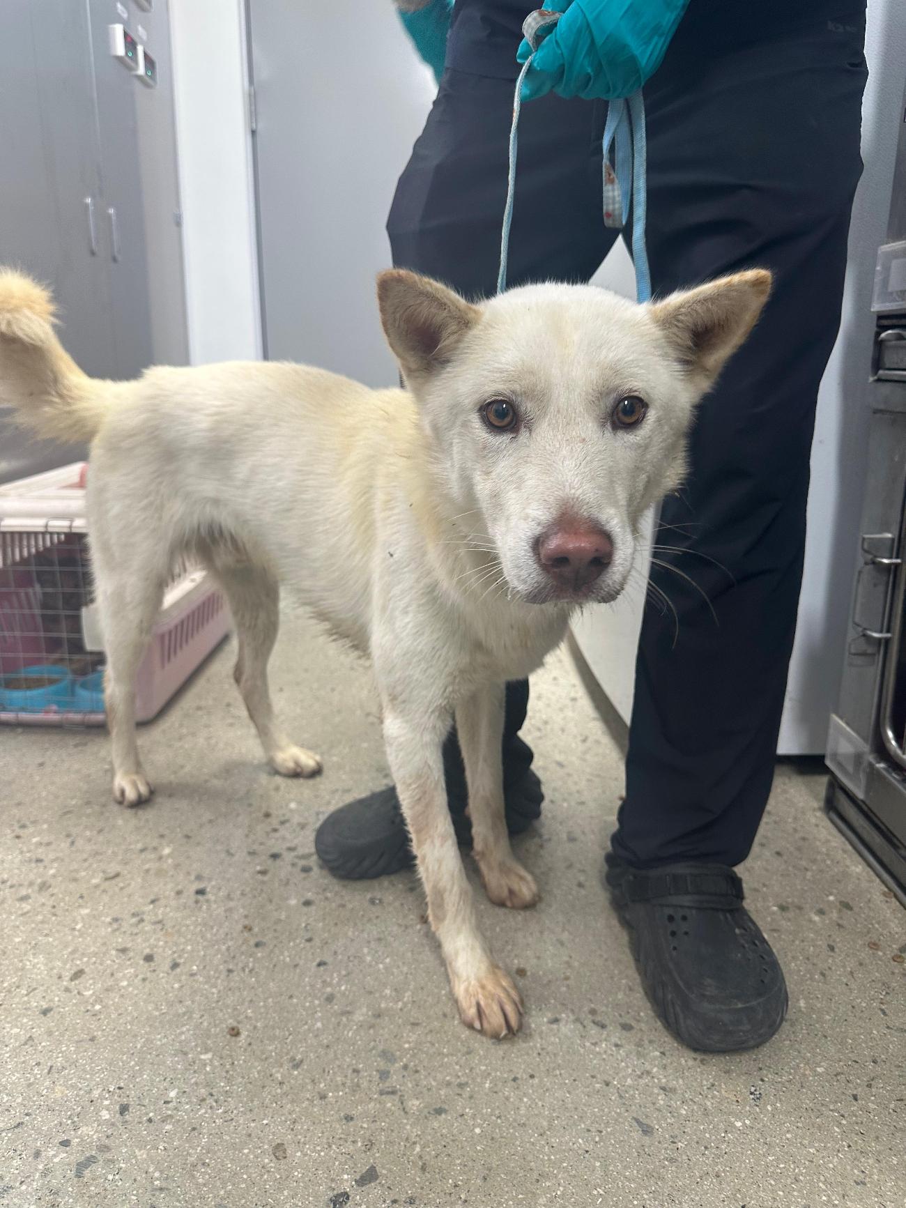 보호중 믹스견의 가…