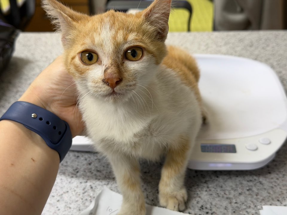 광주동물보호센터_429363202500888