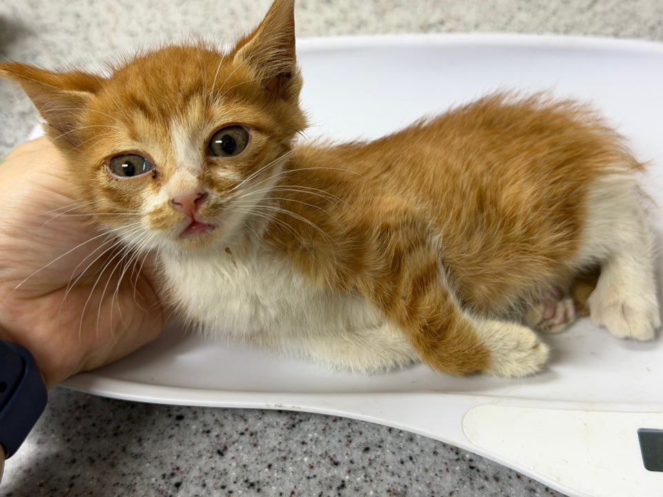 종료(자연사) 한국…