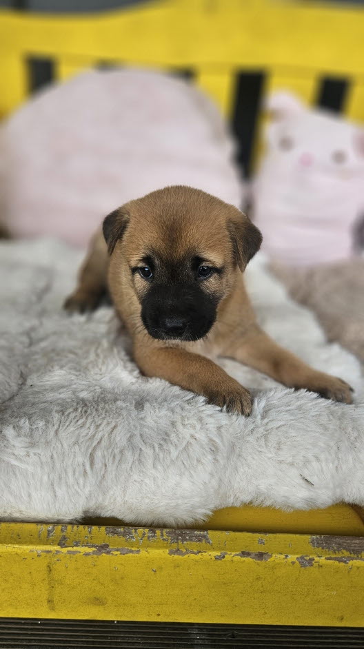 보호중 진도견의 가…