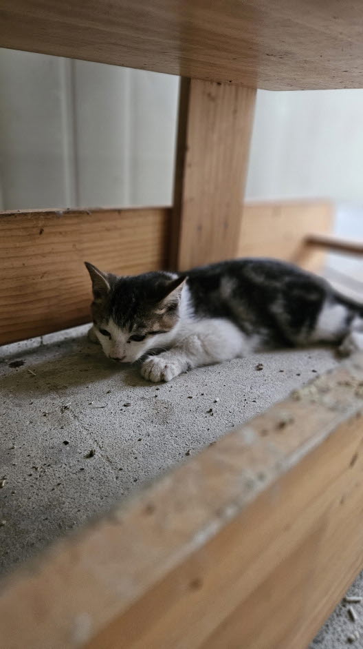 익산유기동물보호소_445468202502914