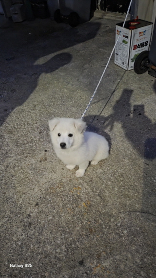 종료(입양) 믹스견…