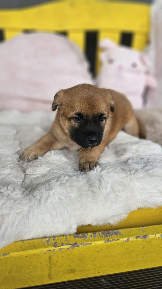 보호중 진도견의 가…