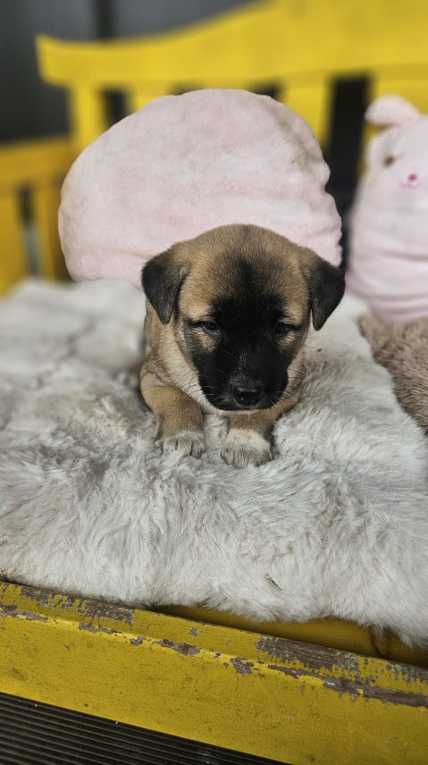 종료(자연사) 진도…