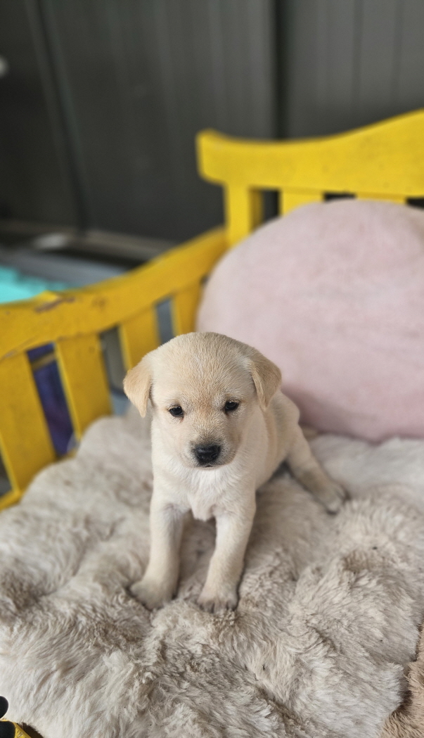 익산유기동물보호소_445468202502913