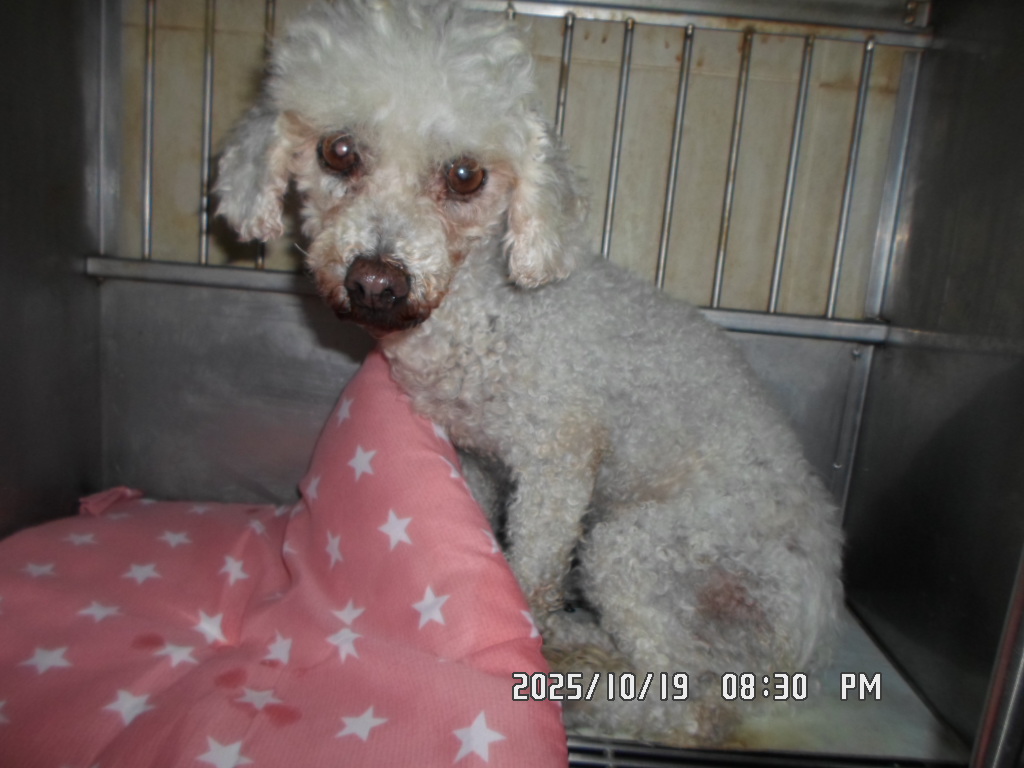 종료(반환) 푸들의…