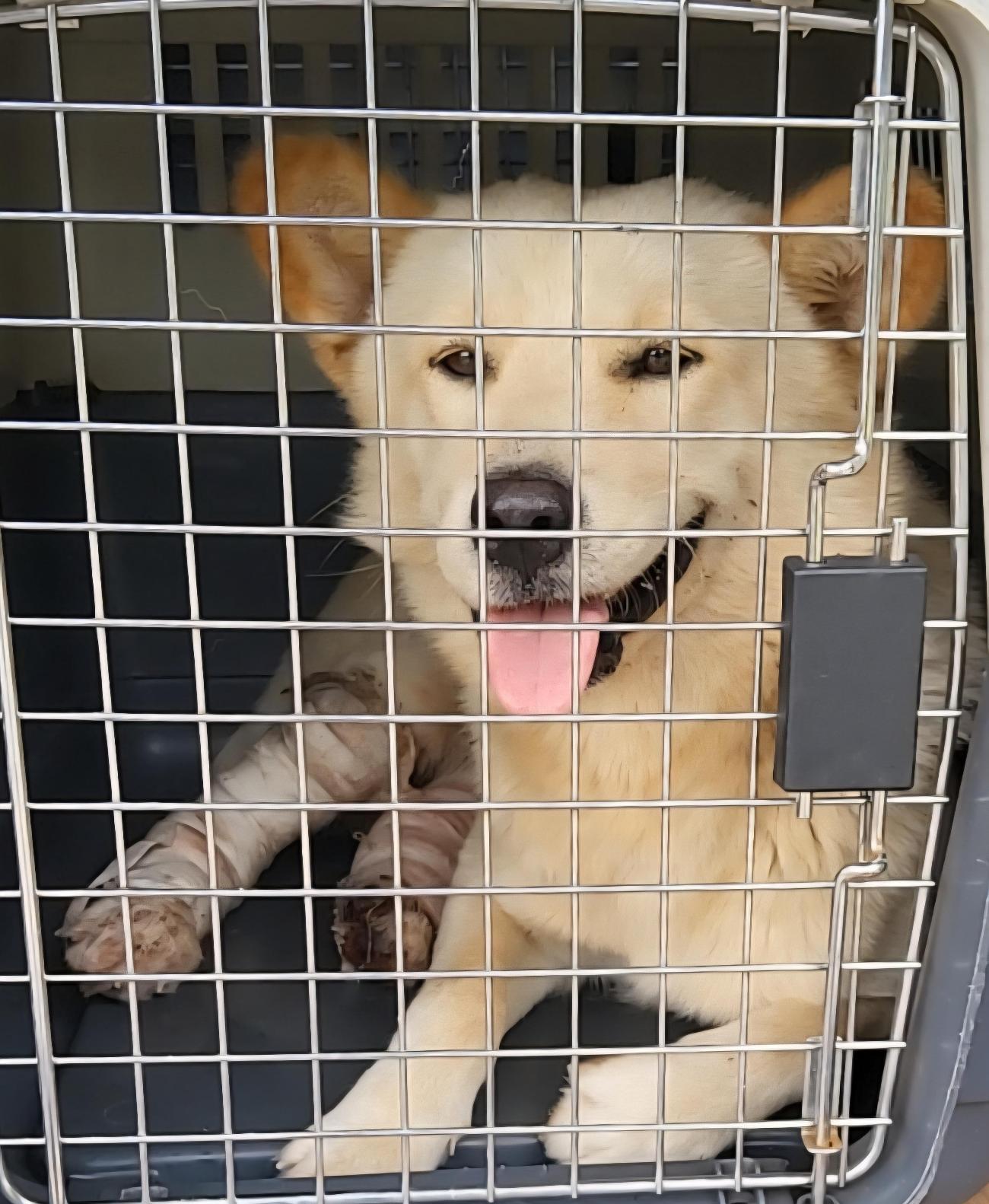 보호중 믹스견의 가…