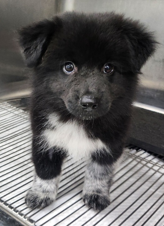 제천시 동물보호센터_443440202500321