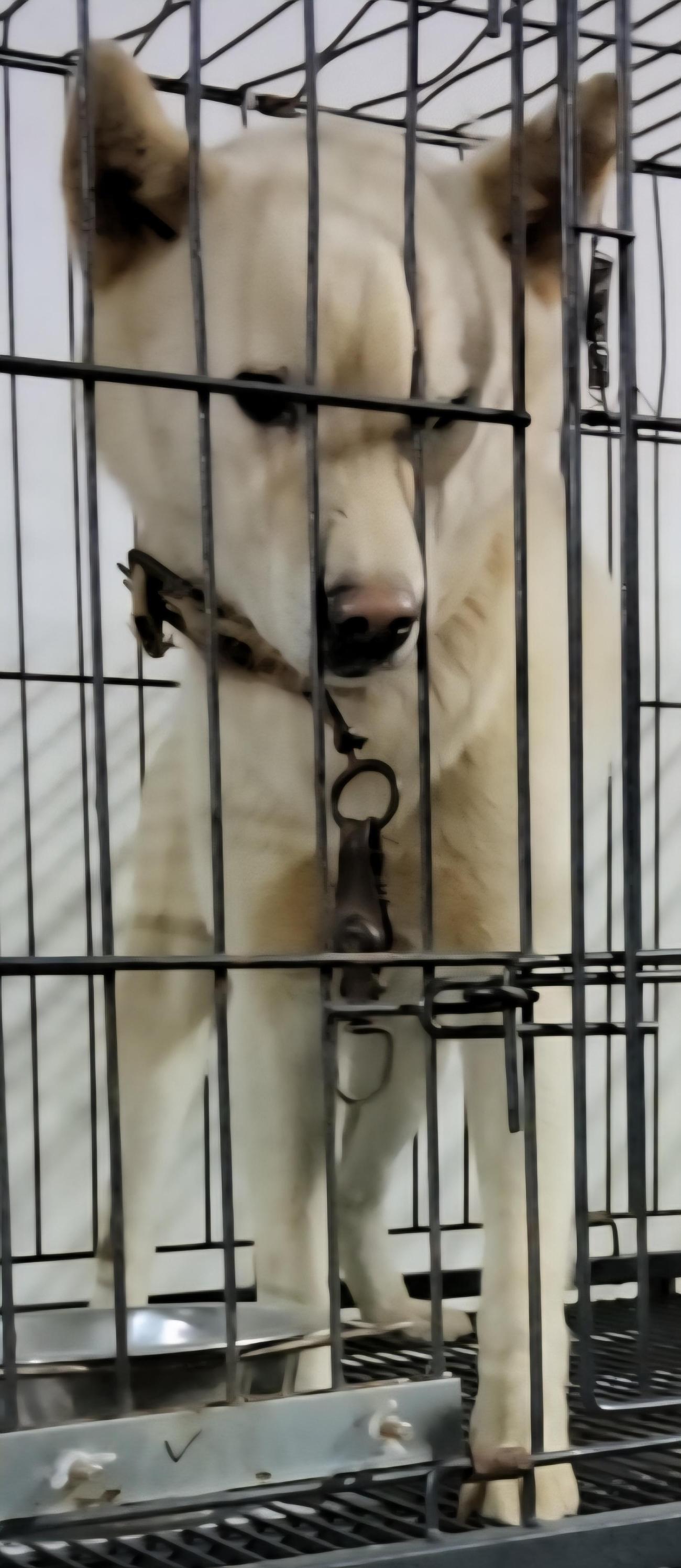 보호중 믹스견의 가…