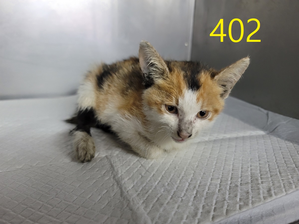 보호중 한국 고양이…