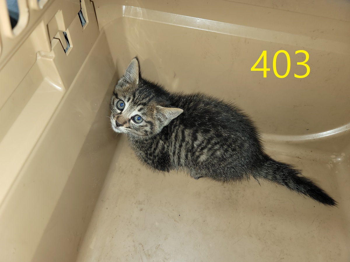 보호중 한국 고양이…