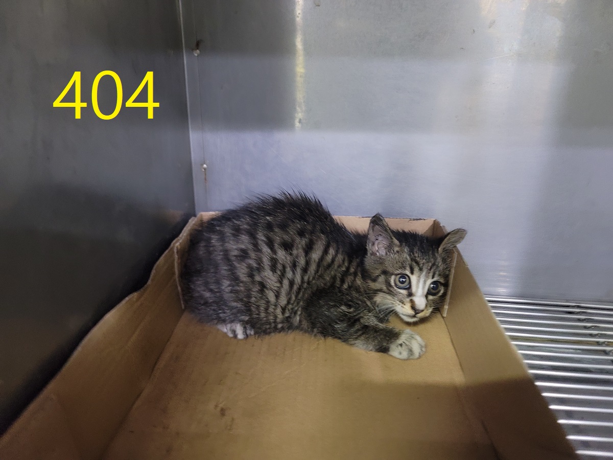 신영재동물병원_428355202500674