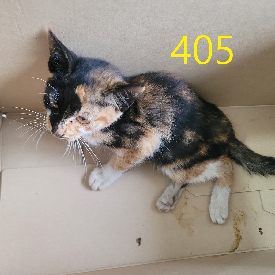 보호중 한국 고양이…