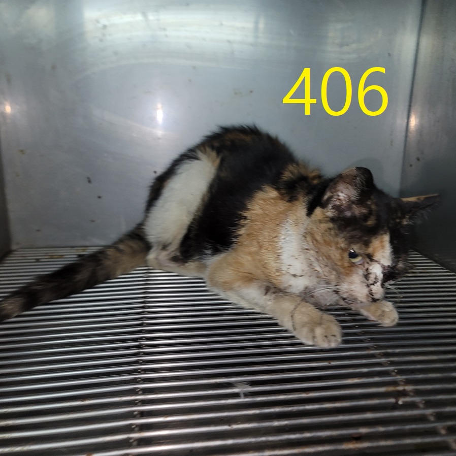 신영재동물병원_428355202500676