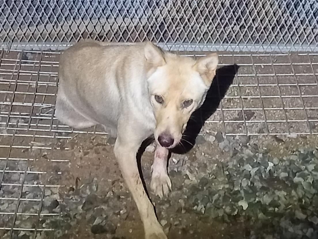 보호중 믹스견의 가…