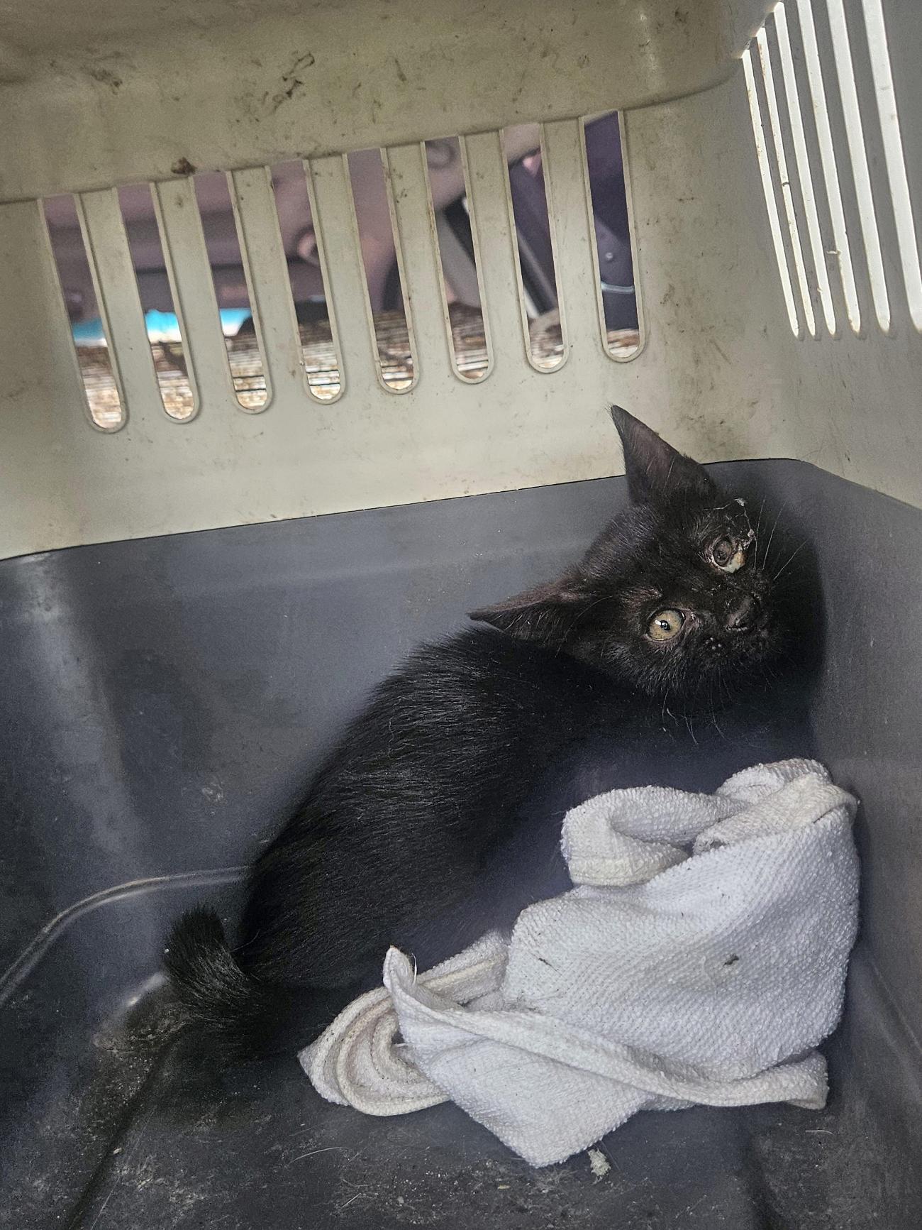 종료(자연사) 한국…