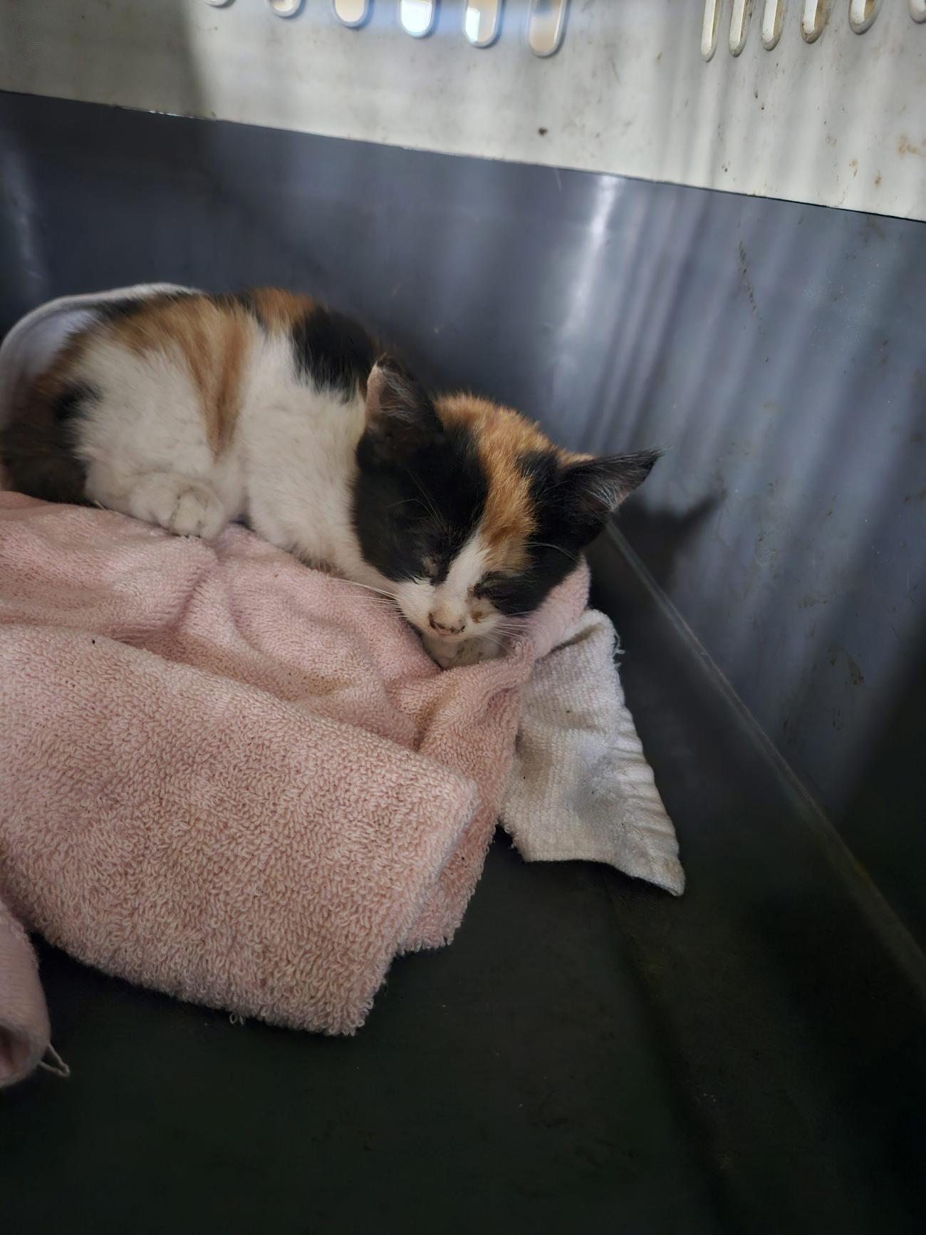 종료(자연사) 한국…