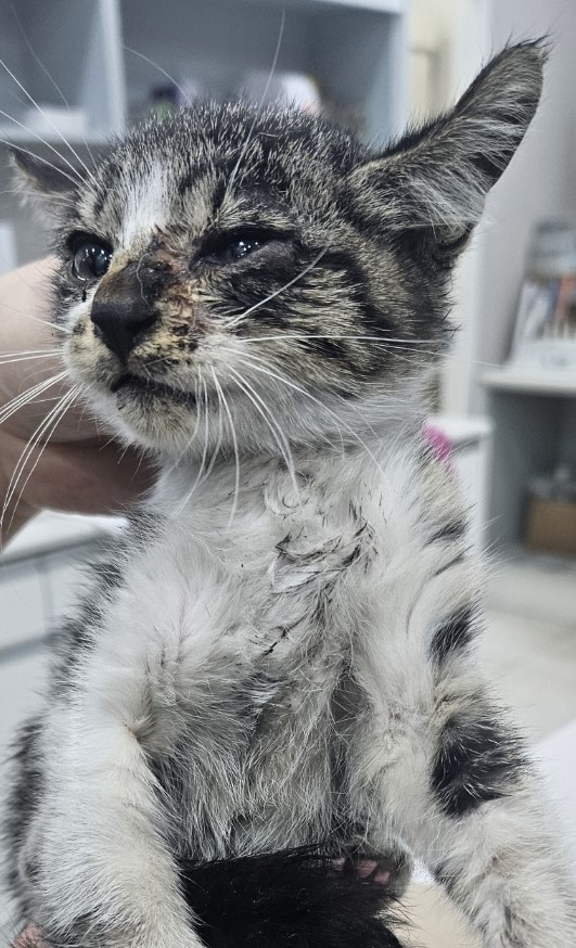 종료(자연사) 한국…