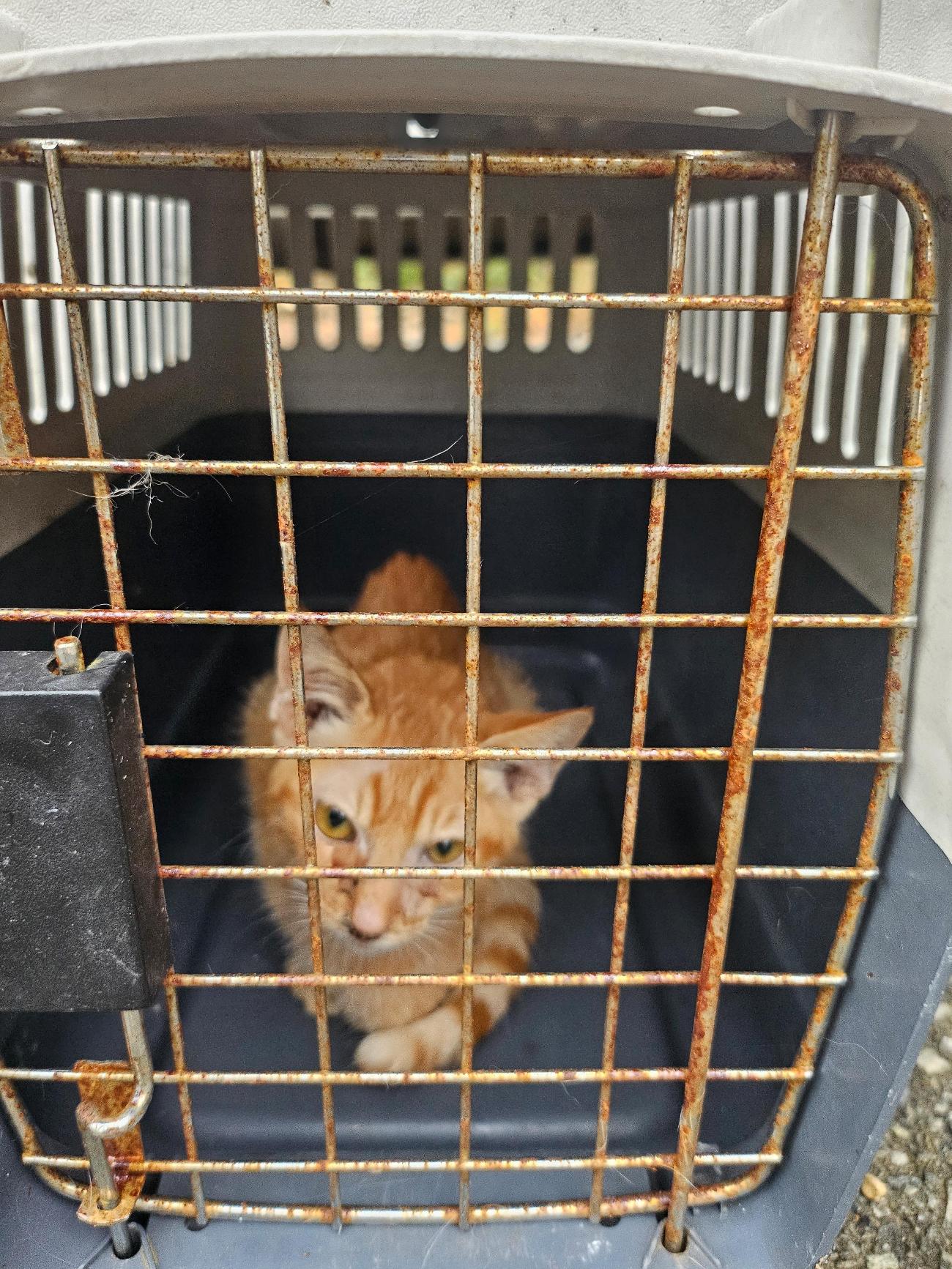 거제시동물보호센터_448537202501380