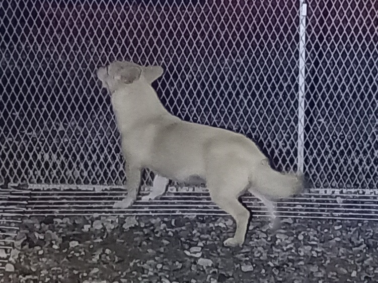 보호중 믹스견의 가…