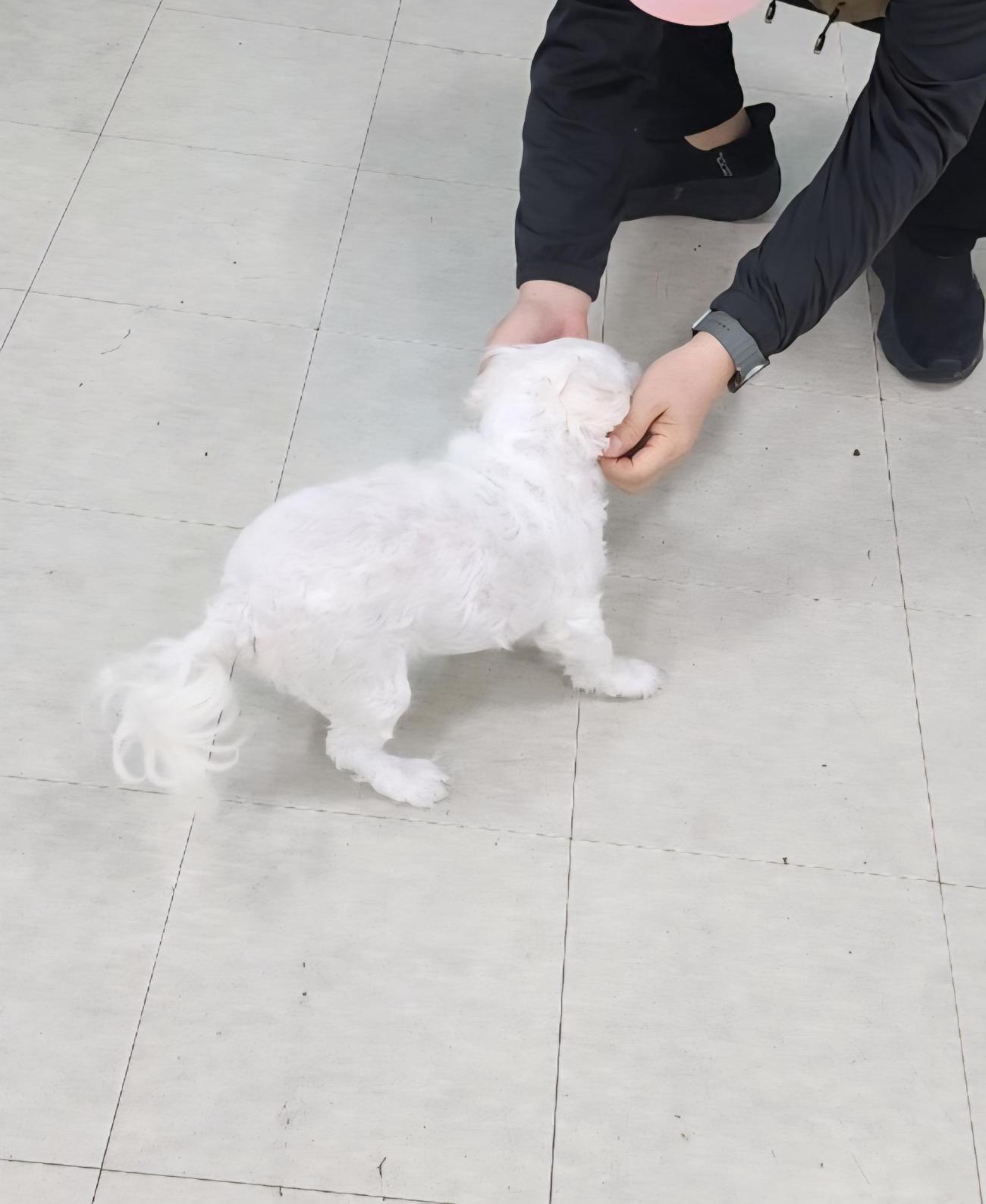 종료(반환) 말티즈…