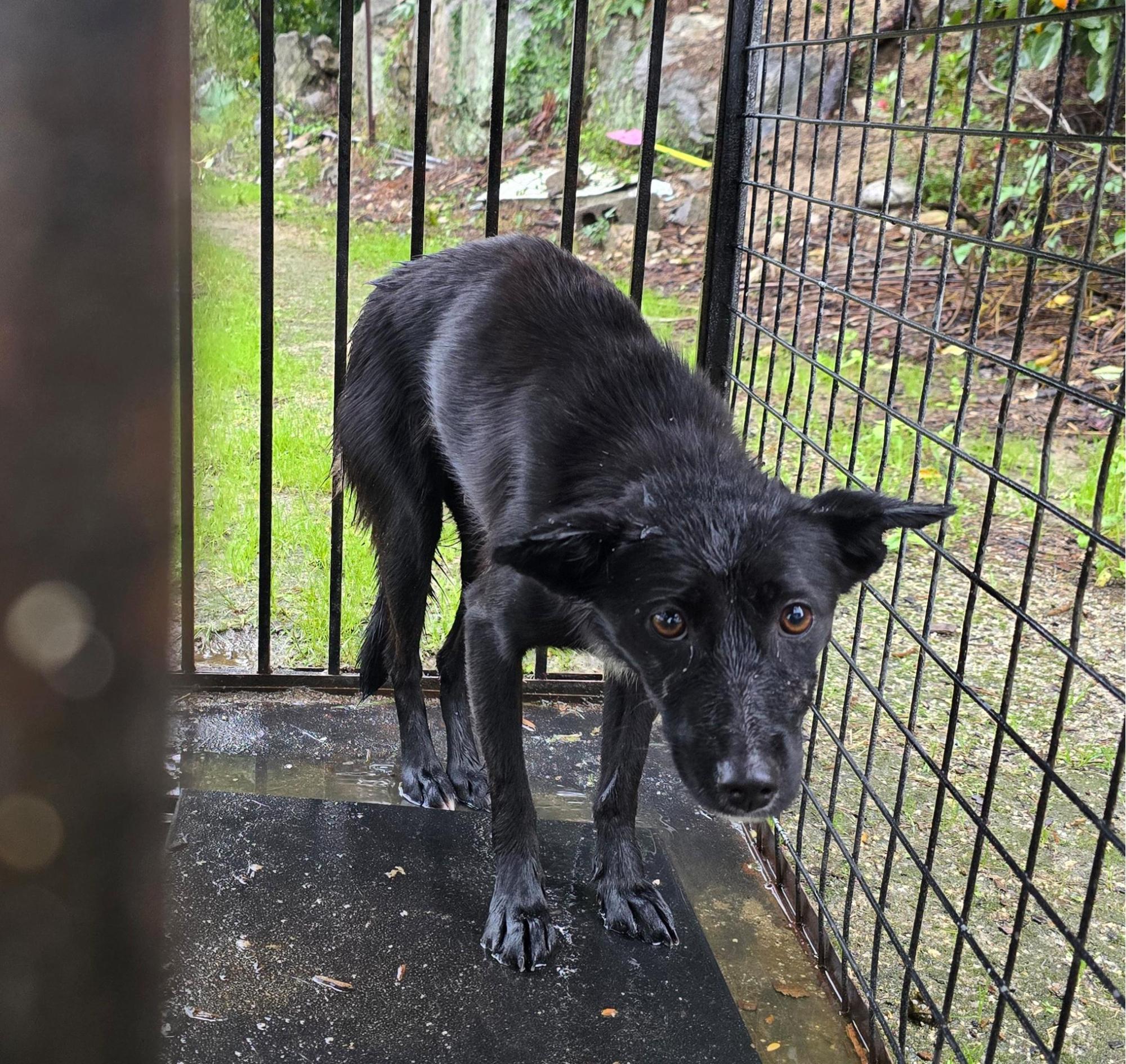 보호중 믹스견의 가…