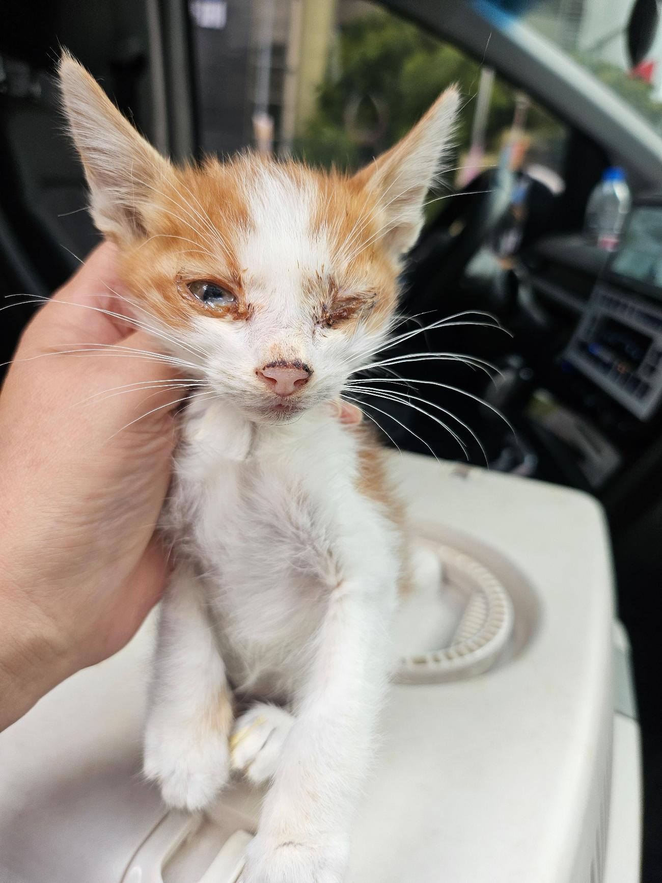 종료(안락사) 한국…