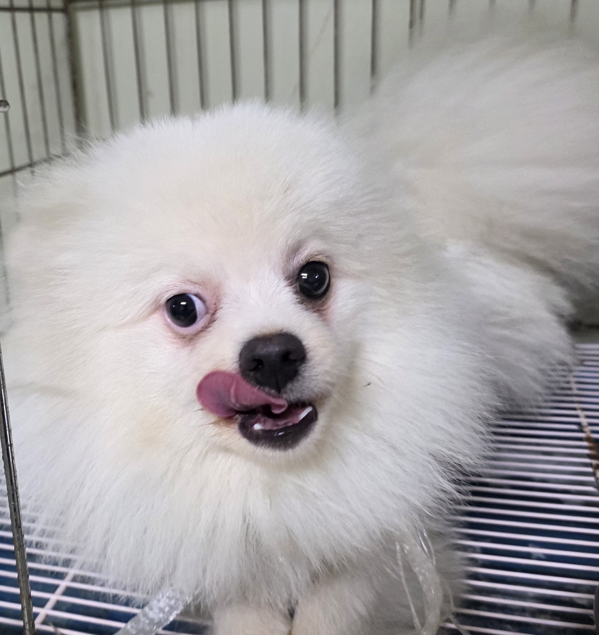 보호중 포메라니안의…