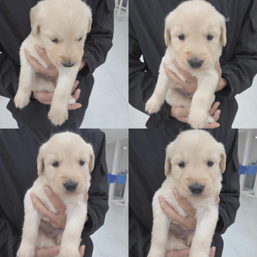 반려동물 입양센터_447508202501291