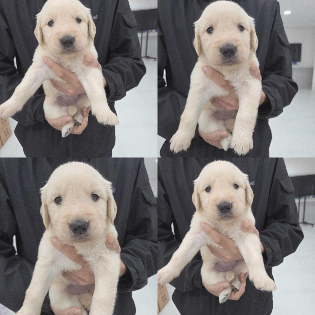 종료(기증) 골든 …