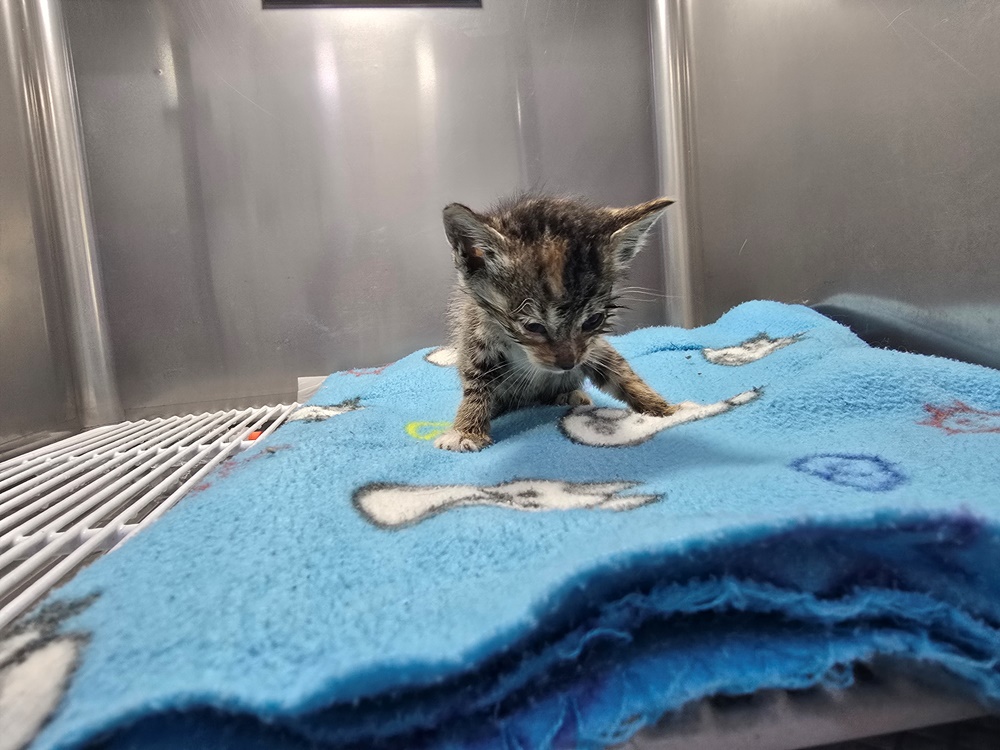 종료(자연사) 한국…