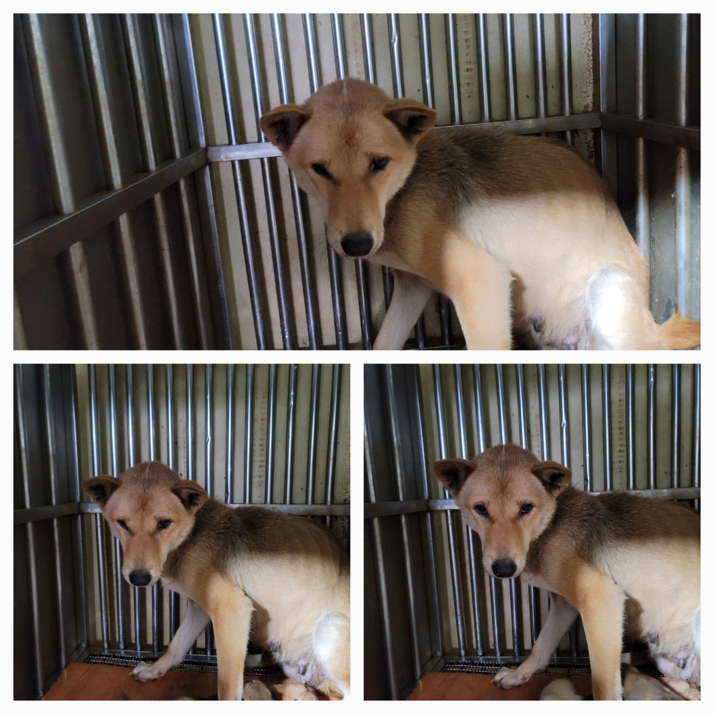 보호중 믹스견의 가…