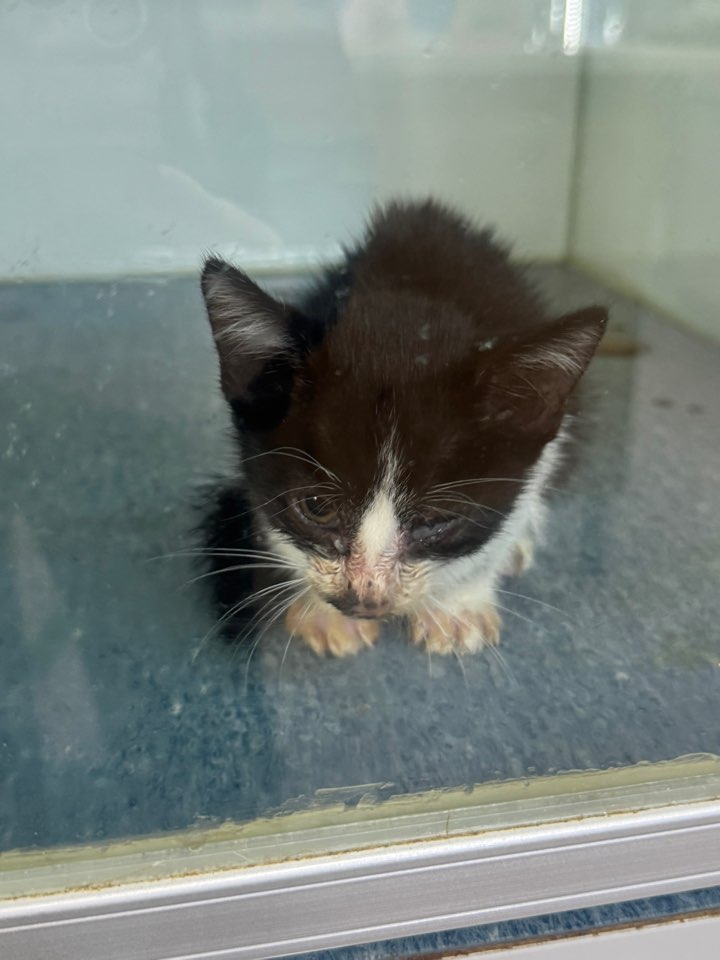 종료(자연사) 한국…