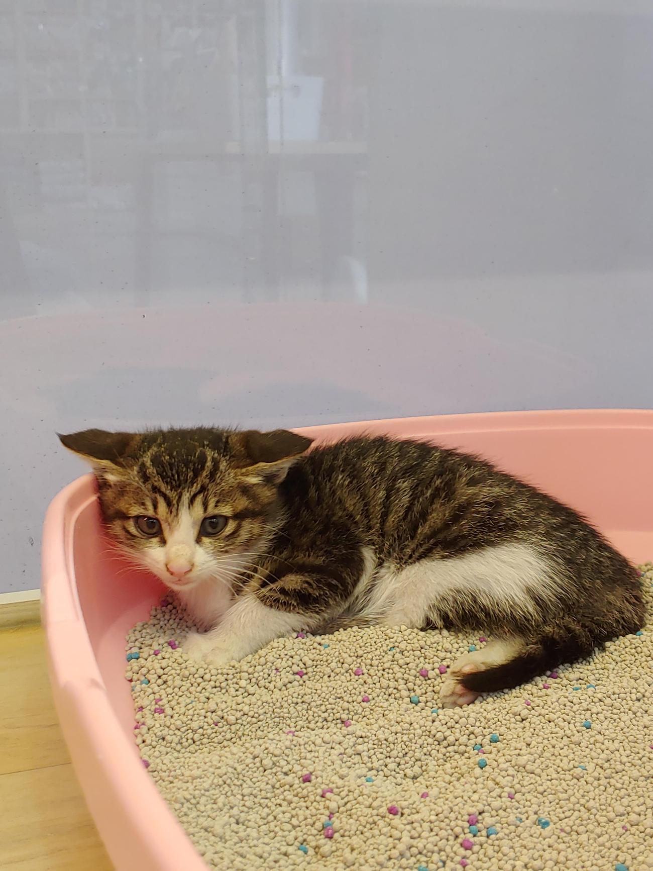 종료(자연사) 한국…