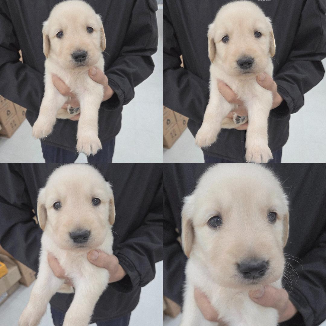 반려동물 입양센터_447508202501293