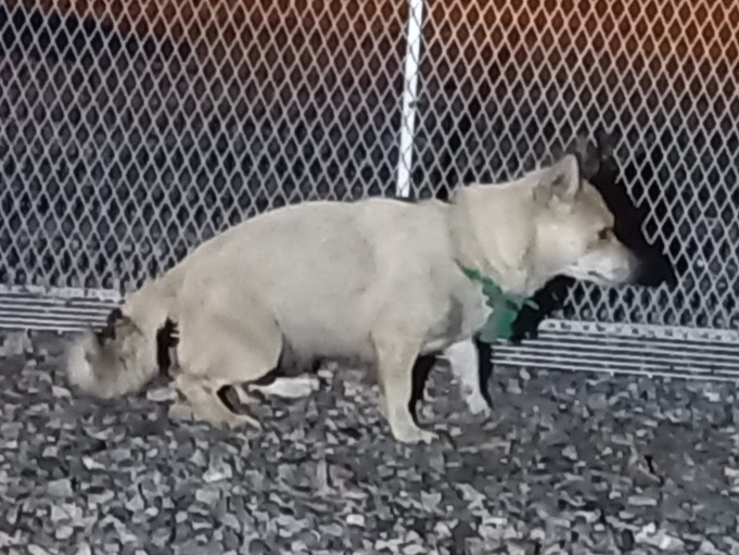 보호중 믹스견의 가…