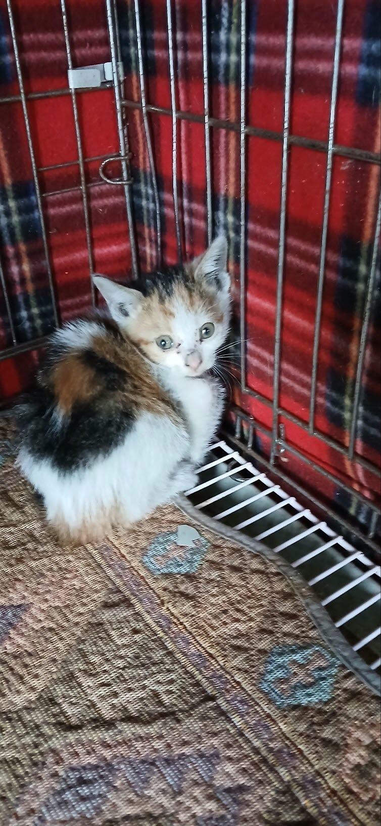 (사)동물보호관리협회_448535202501541