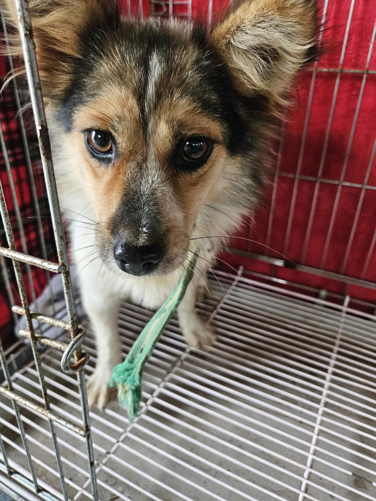 보호중 믹스견의 가…