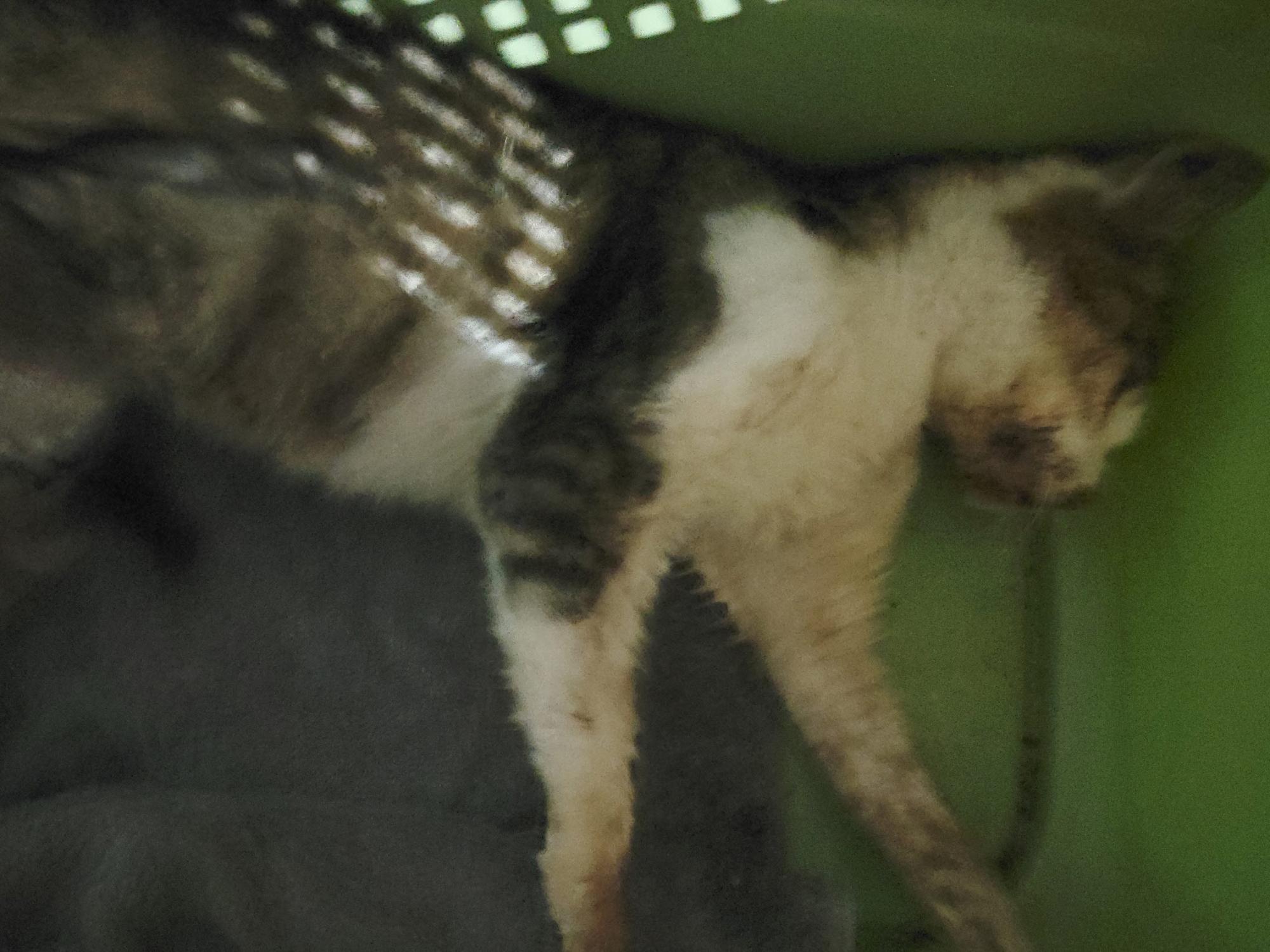 동물보호관리협회_426329202500821