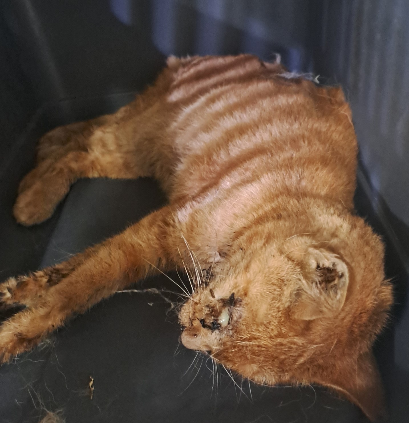 종료(자연사) 한국…